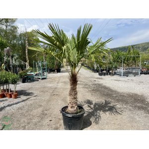 Palma konopná (Trachycarpus fortunei) - výška kmeňa: 70-80 cm, celková výška 150-170 cm, kont. C50L (-17°C)